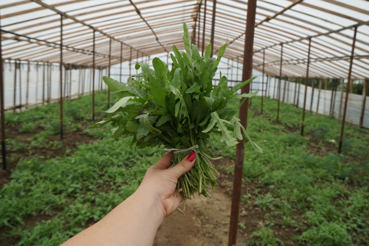 Green Gold for Georgia’s Rural Economy 🥗