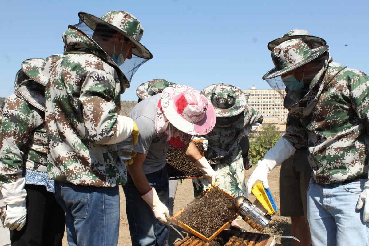 Sustainable Development of Beekeeping in Georgia: BageBee Center in Tbilisi to Strengthen Local Agriculture