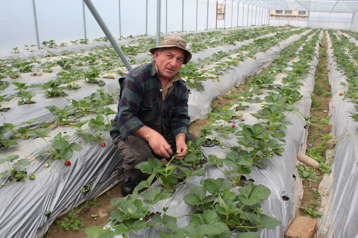 Introducing EU Phytosanitary Standards to Georgia