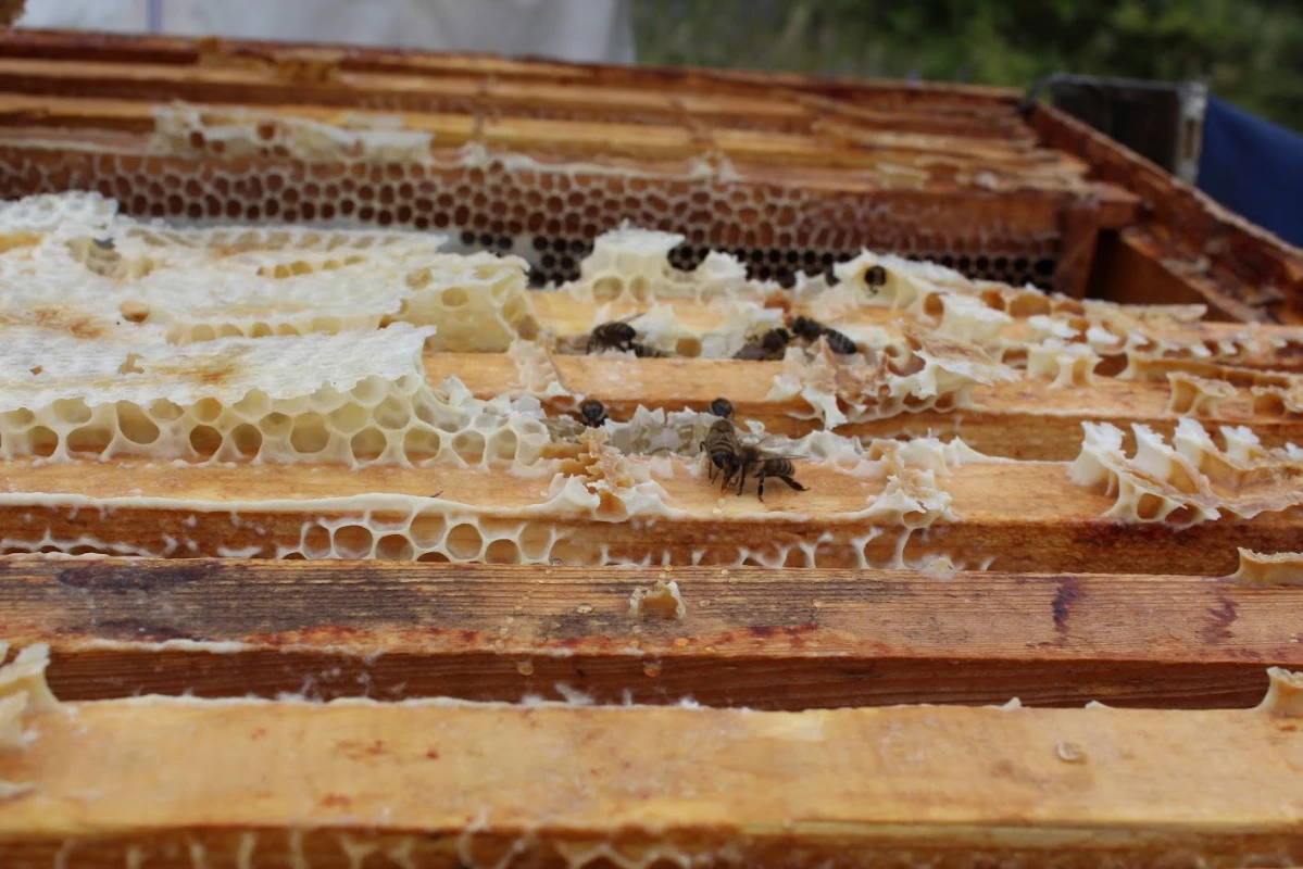 Sustainable Development of Beekeeping in Georgia