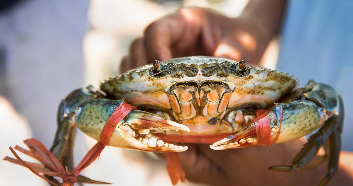 Koh Kong Crab Farming