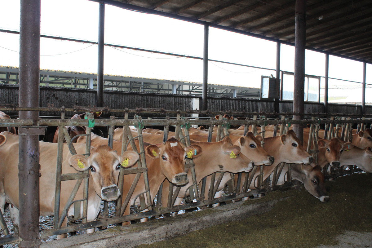 Modernizing, Innovating, and Leveraging Knowledge for the Moldovan Dairy Sector