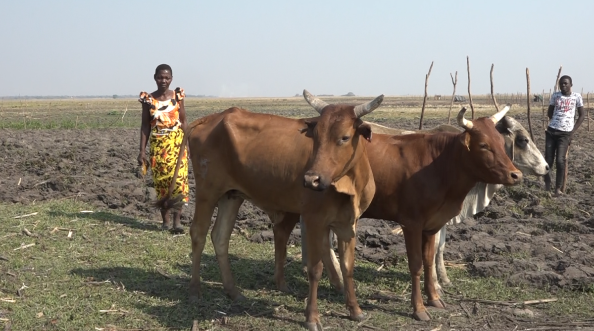 Livestock gifts lift Zambian farmers out of poverty