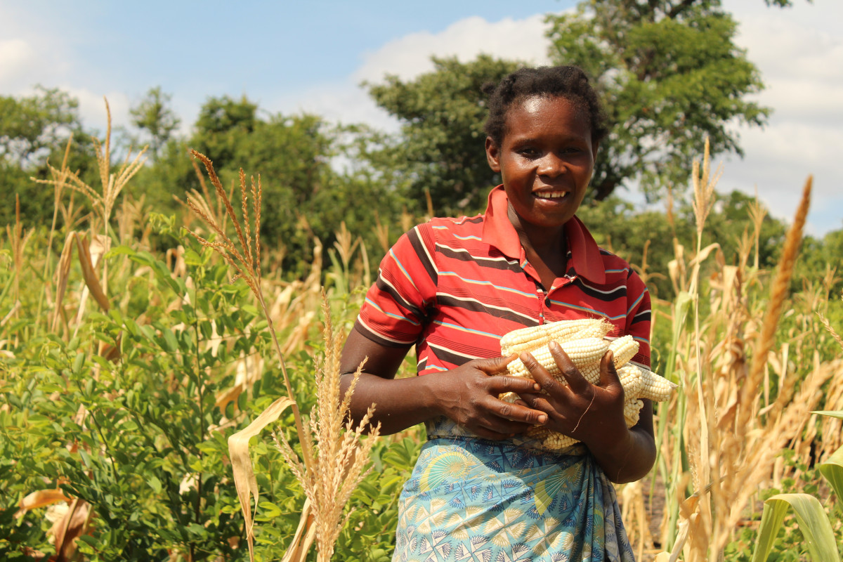 The Drought Crisis Threatening Smallholder Farmers in Zambia