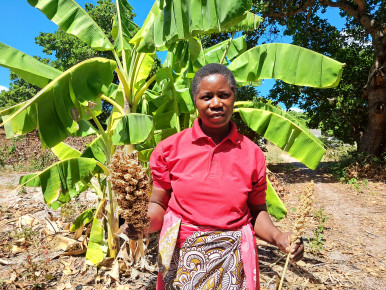 Zambian Farmers Find Hope Amidst Drought Thanks to Biochar