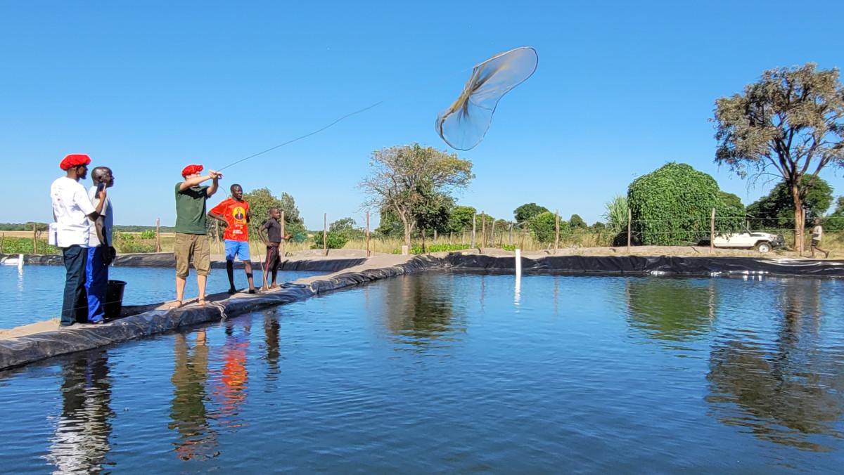 Pioneering the Use of Bio-Slurry for Aquaculture in Western Zambia