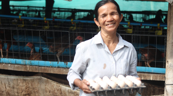 Lessening poverty among egg producer in rural areas 