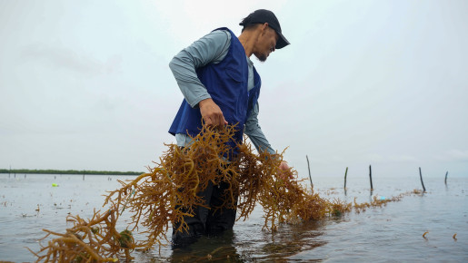 Saving the Philippines' Seaweed Industry