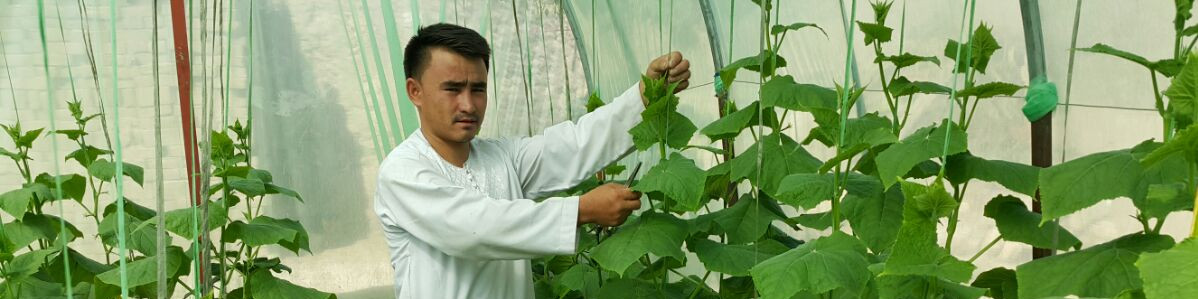 I can grow vegetables to feed my family and from the surplus I can even make a small profit, Rooh from Afghanistan praises kitchen gardening