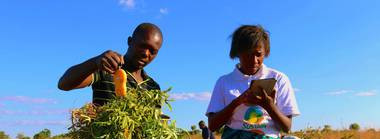 New Report: Young People and Agriculture in Africa