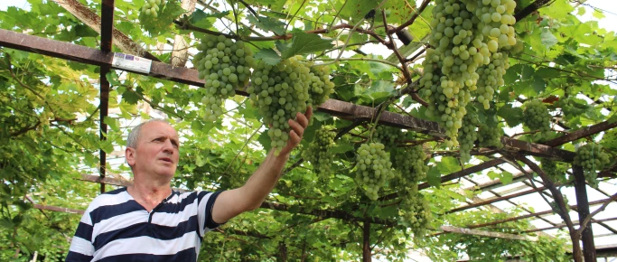 We produce twenty times more wine than before, says Gogita from Georgia