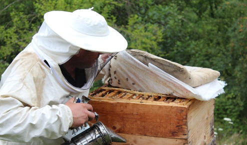 Beekeeping in Georgia: Increasing the quality and quantity of Georgia’s bee-products